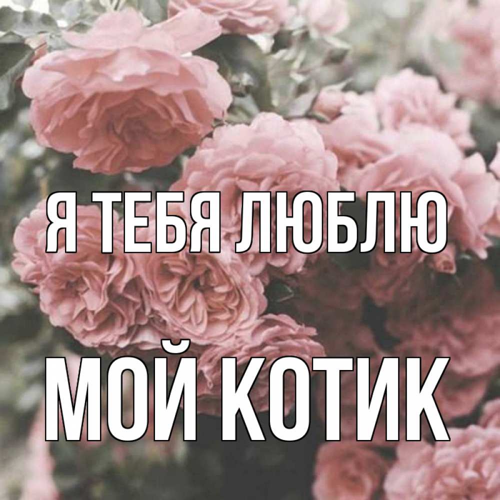 Открытка на каждый день с именем, Мой-Котик Я тебя люблю розы 3 Прикольная открытка с пожеланием онлайн скачать бесплатно 