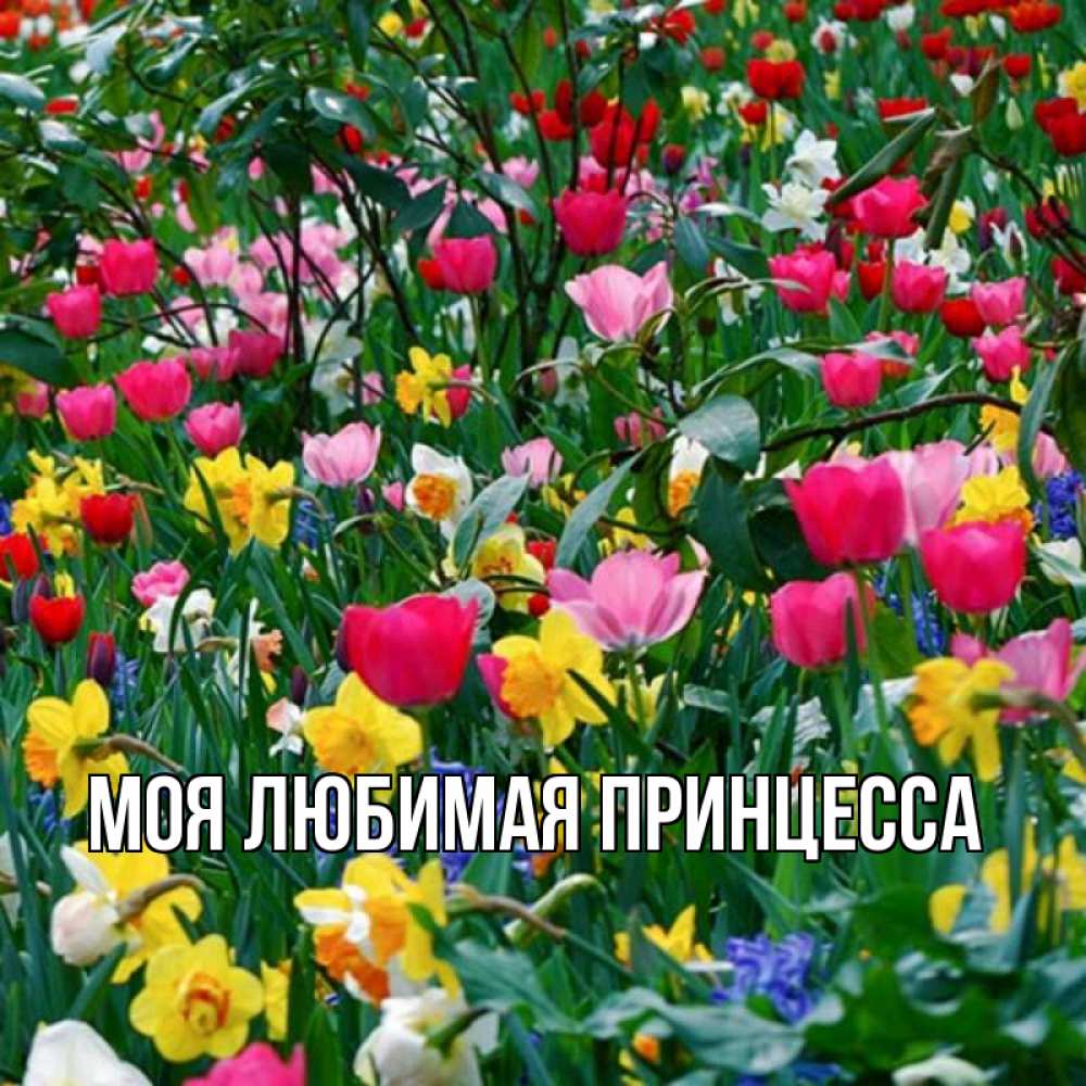 Открытка на каждый день с именем, Моя-Любимая-Принцесса Главная с наурызом поздравления для женщины Прикольная открытка с пожеланием онлайн скачать бесплатно 