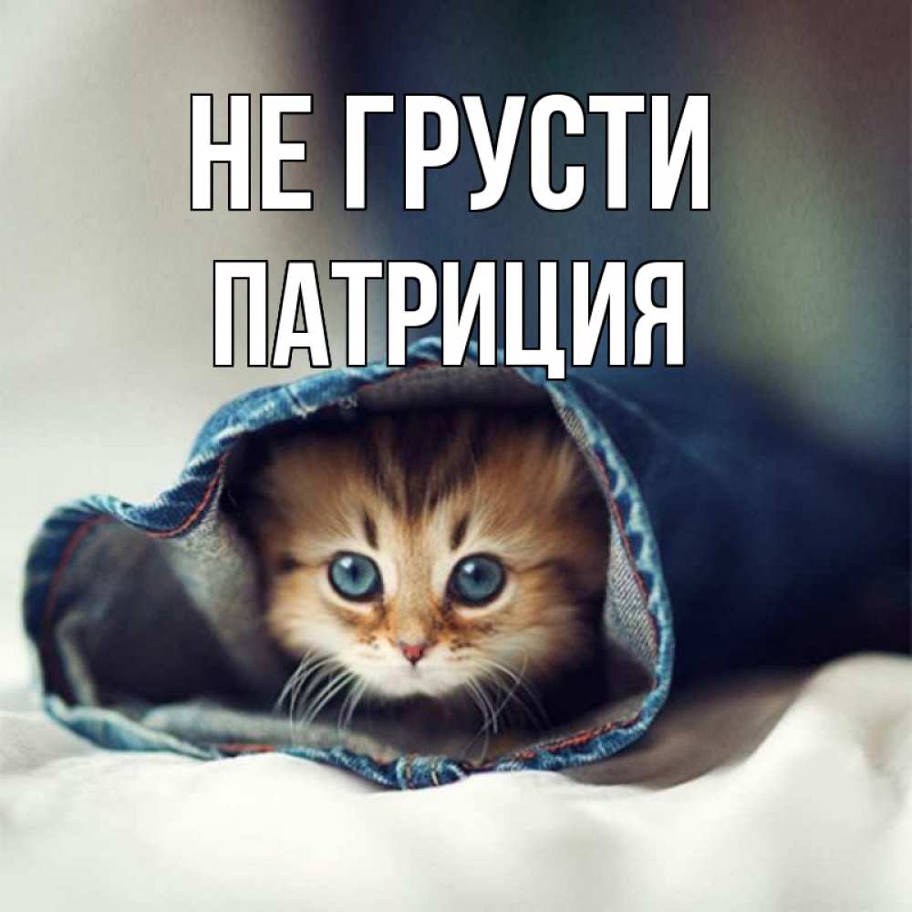 Открытка на каждый день с именем, Патриция Не грусти кот в одежде Прикольная открытка с пожеланием онлайн скачать бесплатно 