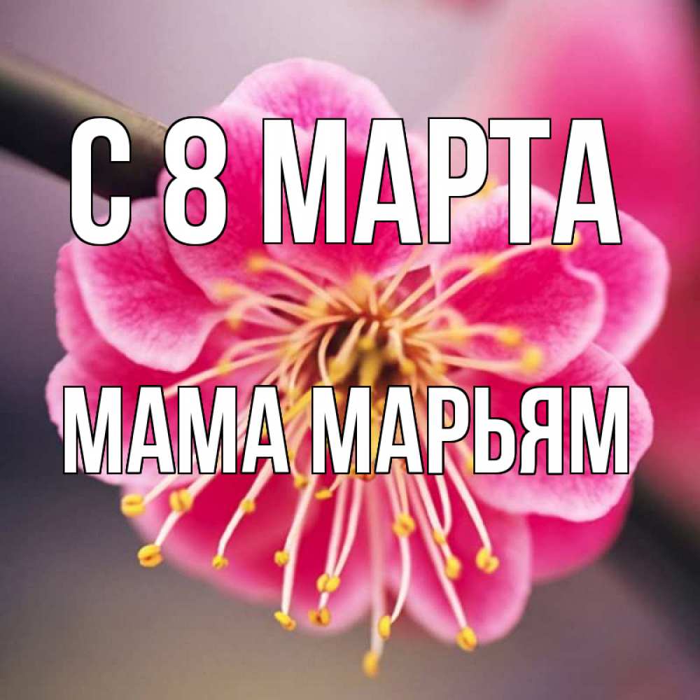 Открытка на каждый день с именем, Мама-Марьям С 8 марта цветы Прикольная открытка с пожеланием онлайн скачать бесплатно 