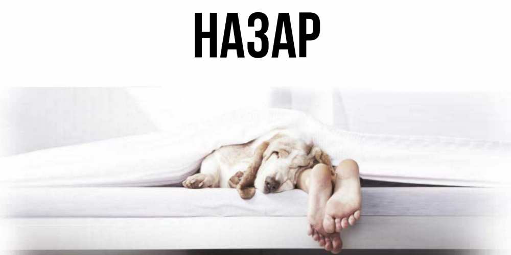 Открытка на каждый день с именем, Назар Главная кровать с собакой пожелание сладких снов и спокойной ночи Прикольная открытка с пожеланием онлайн скачать бесплатно 