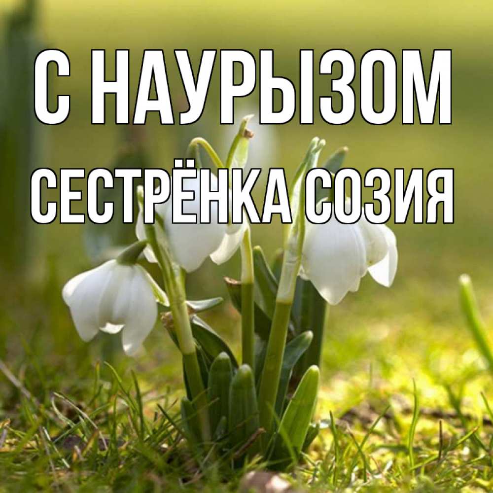 Открытка на каждый день с именем, Сестрёнка-Созия С наурызом ранние цветы 2 Прикольная открытка с пожеланием онлайн скачать бесплатно 