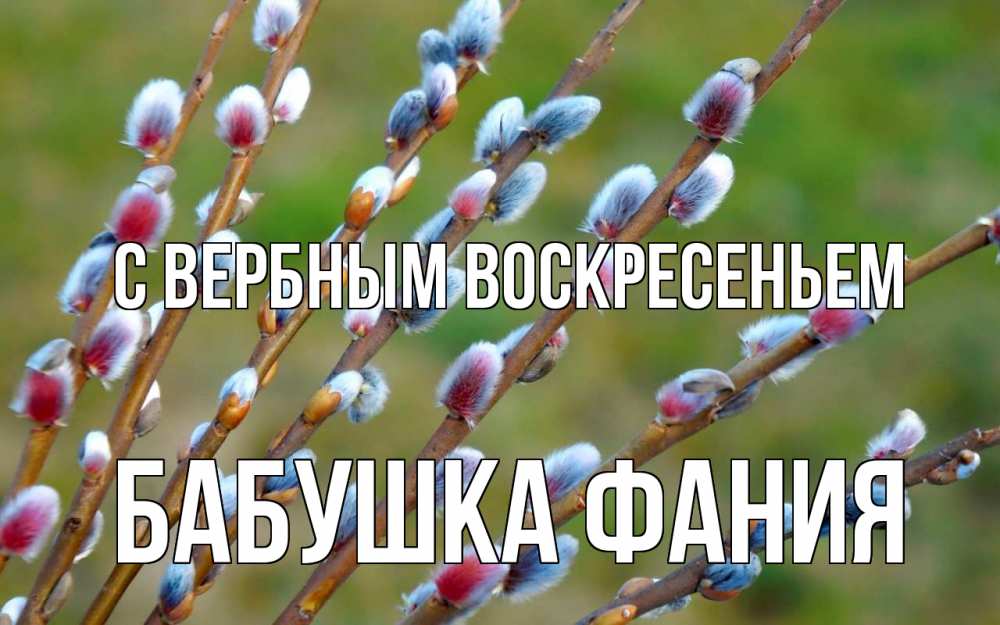 Открытка на каждый день с именем, Бабушка-Фания С вербным воскресеньем верба Прикольная открытка с пожеланием онлайн скачать бесплатно 