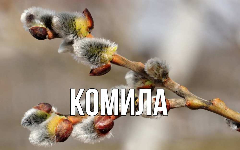 Открытка на каждый день с именем, Комила Главная Верба Прикольная открытка с пожеланием онлайн скачать бесплатно 