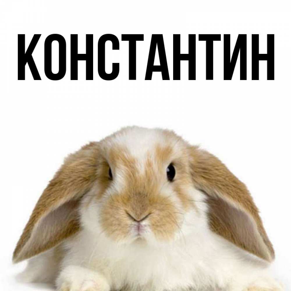 Открытка на каждый день с именем, Константин Главная коричнево белый заяц Прикольная открытка с пожеланием онлайн скачать бесплатно 