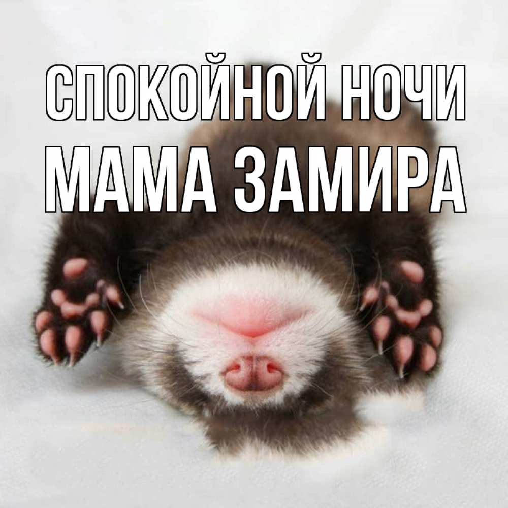 Открытка на каждый день с именем, Мама-Замира Спокойной ночи зверек Прикольная открытка с пожеланием онлайн скачать бесплатно 