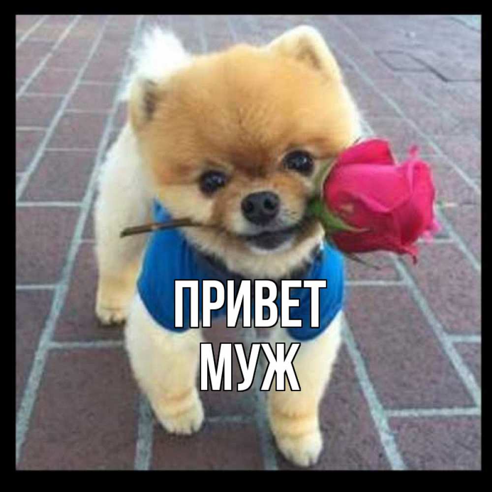 Открытка на каждый день с именем, Муж Привет роза в зубах у собаки Прикольная открытка с пожеланием онлайн скачать бесплатно 