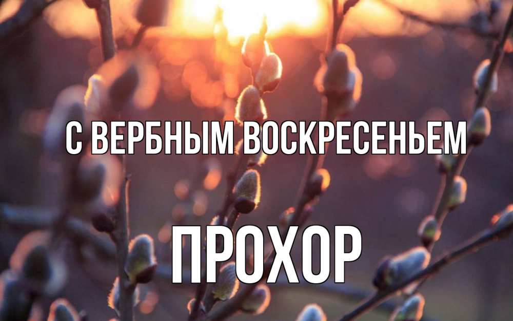 Открытка на каждый день с именем, Прохор С вербным воскресеньем верба Прикольная открытка с пожеланием онлайн скачать бесплатно 