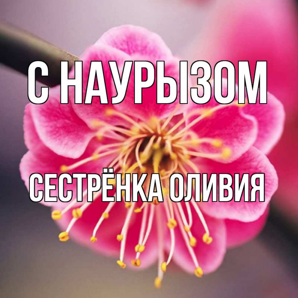 Открытка на каждый день с именем, Сестрёнка-Оливия С наурызом цветы Прикольная открытка с пожеланием онлайн скачать бесплатно 