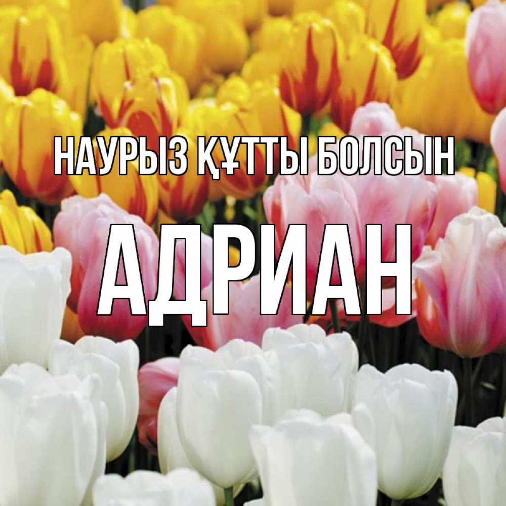 Открытка на каждый день с именем, Адриан Наурыз құтты болсын разноцветные цветы Прикольная открытка с пожеланием онлайн скачать бесплатно 