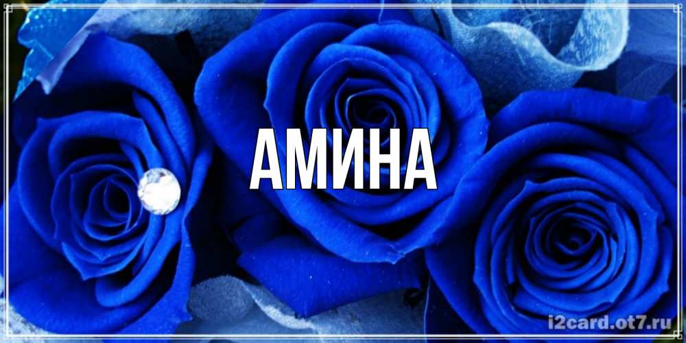 Открытка на каждый день с именем, Амина Главная синие розы в росе Прикольная открытка с пожеланием онлайн скачать бесплатно 