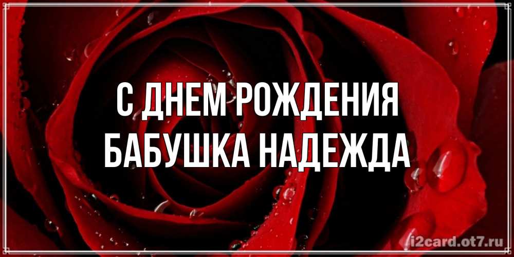 Открытка на каждый день с именем, Бабушка-Надежда С днем рождения крупная бордовая роза Прикольная открытка с пожеланием онлайн скачать бесплатно 