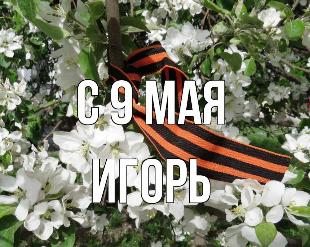Открытка на каждый день с именем, Игорь С 9 мая 9 мая Прикольная открытка с пожеланием онлайн скачать бесплатно 