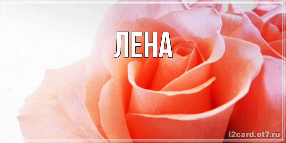 Открытка на каждый день с именем, Лена Главная открытка на день Святого Валентина с розовой розой Прикольная открытка с пожеланием онлайн скачать бесплатно 