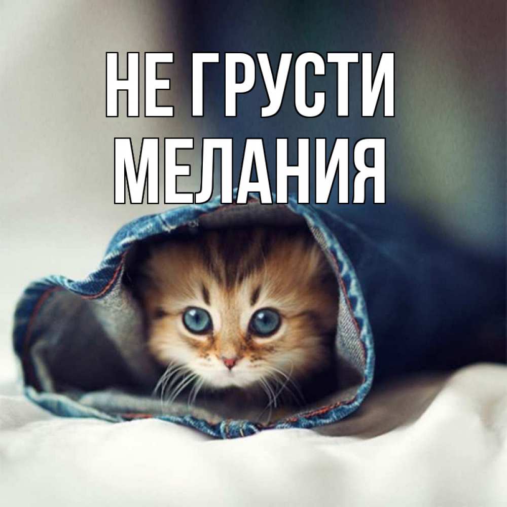 Открытка на каждый день с именем, Мелания Не грусти кот в одежде Прикольная открытка с пожеланием онлайн скачать бесплатно 