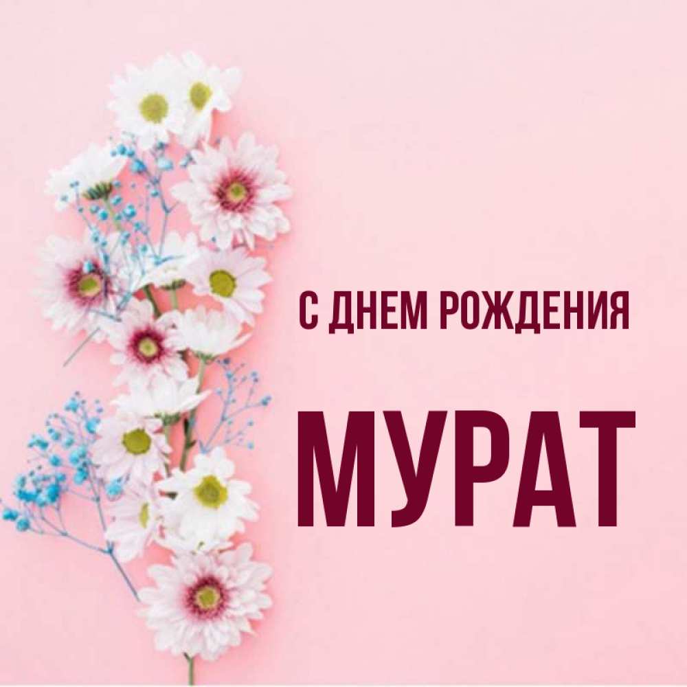 Открытка на каждый день с именем, Мурат С днем рождения Родная моя с днем рождения тебя картинка с цветами белыми и голубыми Прикольная открытка с пожеланием онлайн скачать бесплатно 