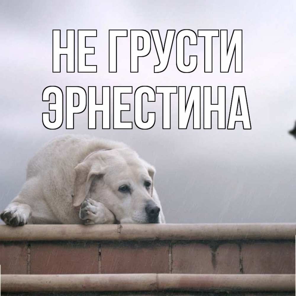 Открытка на каждый день с именем, Эрнестина Не грусти белый пес 1 Прикольная открытка с пожеланием онлайн скачать бесплатно 
