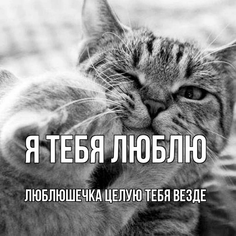 Открытка на каждый день с именем, Люблюшечка-целую-тебя-везде Я тебя люблю коты Прикольная открытка с пожеланием онлайн скачать бесплатно 