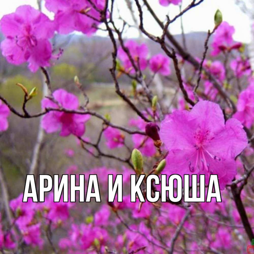Картинка  с именем , Арина и Ксюша