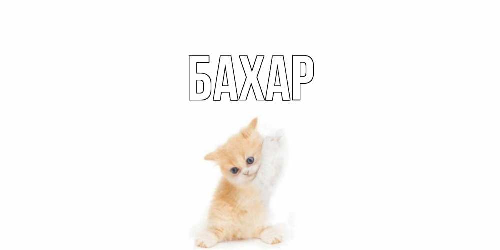 Открытка на каждый день с именем, Бахар Главная кот Прикольная открытка с пожеланием онлайн скачать бесплатно 