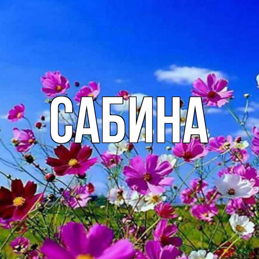 Открытка на каждый день с именем, Сабина Главная цветы Прикольная открытка с пожеланием онлайн скачать бесплатно 