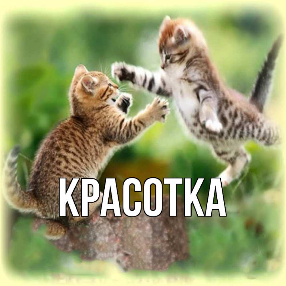 Открытка на каждый день с именем, красотка Главная игры котят Прикольная открытка с пожеланием онлайн скачать бесплатно 