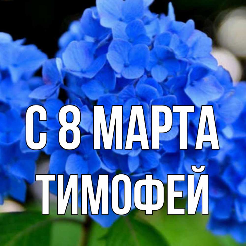 Открытка на каждый день с именем, Тимофей С 8 марта синие цветы Прикольная открытка с пожеланием онлайн скачать бесплатно 