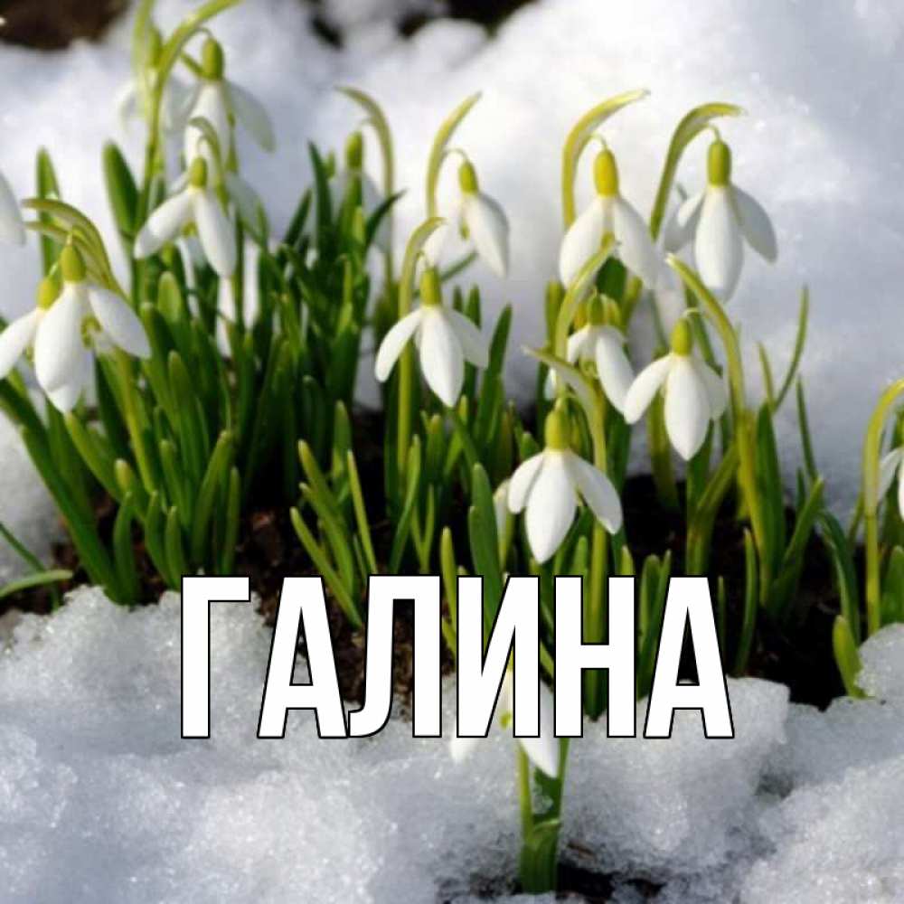 Открытка на каждый день с именем, Галина Главная цветы весенние Прикольная открытка с пожеланием онлайн скачать бесплатно 
