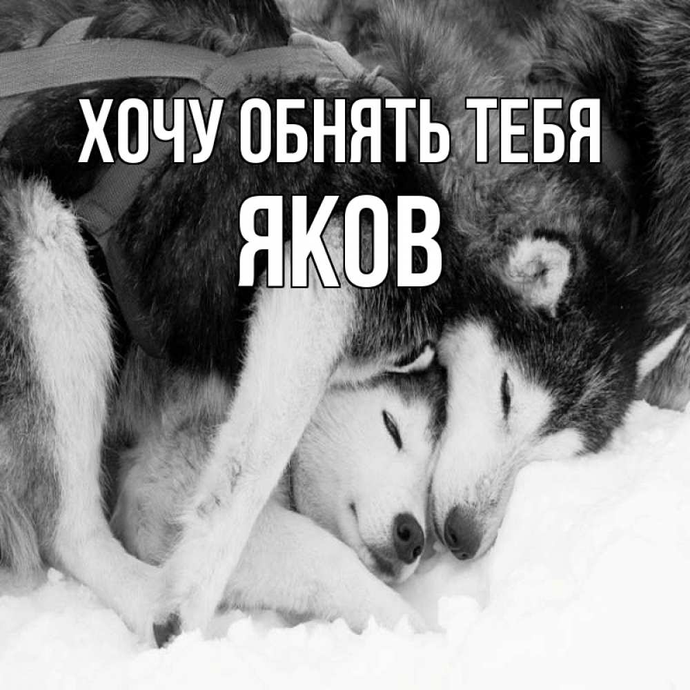 Открытка на каждый день с именем, Яков Хочу обнять тебя собачки в упряжке Прикольная открытка с пожеланием онлайн скачать бесплатно 