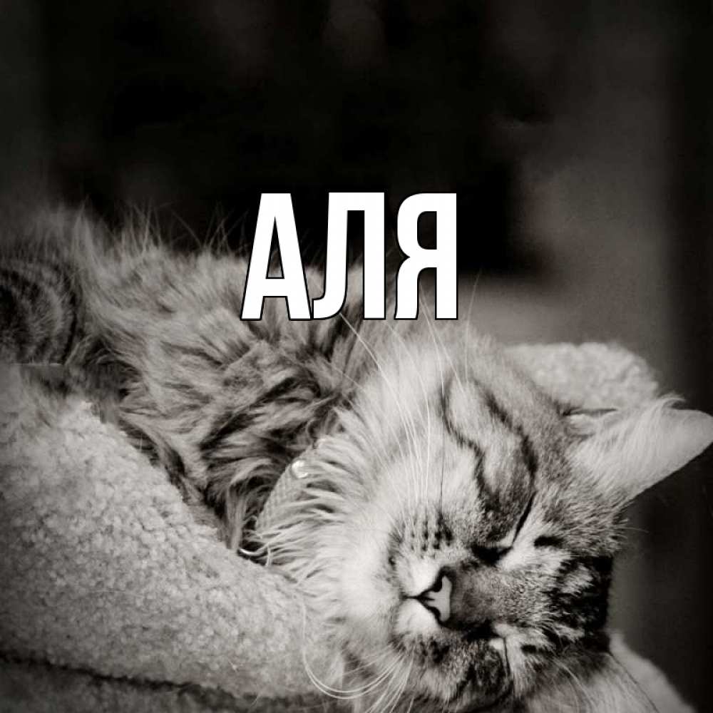 Открытка на каждый день с именем, Аля Главная котярик пушистый Прикольная открытка с пожеланием онлайн скачать бесплатно 