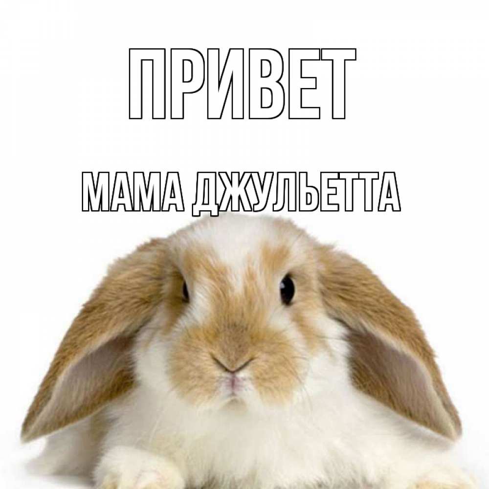 Открытка на каждый день с именем, Мама-Джульетта Привет с животными Прикольная открытка с пожеланием онлайн скачать бесплатно 