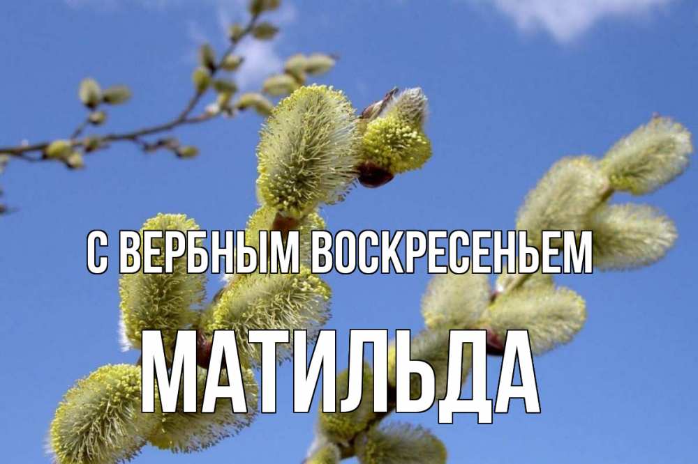 Открытка на каждый день с именем, Матильда С вербным воскресеньем верба Прикольная открытка с пожеланием онлайн скачать бесплатно 