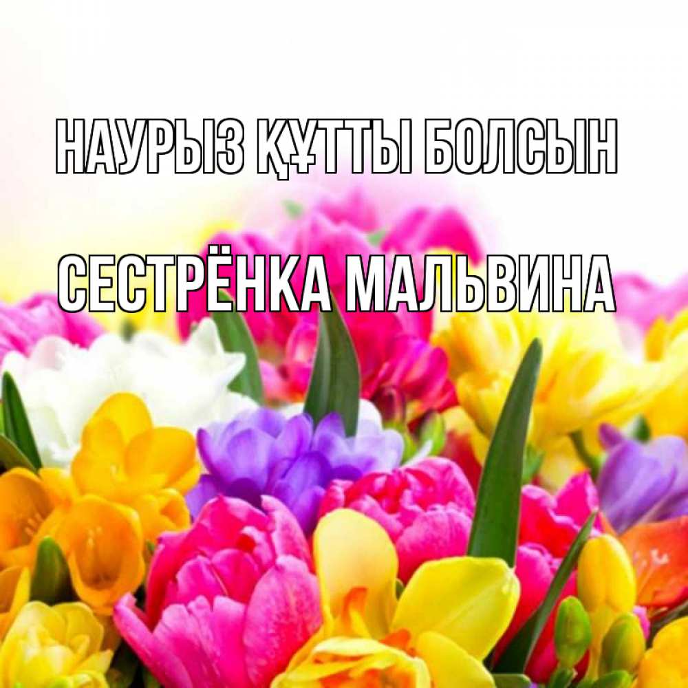 Открытка на каждый день с именем, Сестрёнка-Мальвина Наурыз құтты болсын тюльпаны Прикольная открытка с пожеланием онлайн скачать бесплатно 