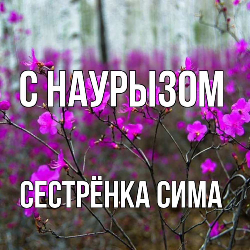 Открытка на каждый день с именем, Сестрёнка-Сима С наурызом дикие цветы Прикольная открытка с пожеланием онлайн скачать бесплатно 