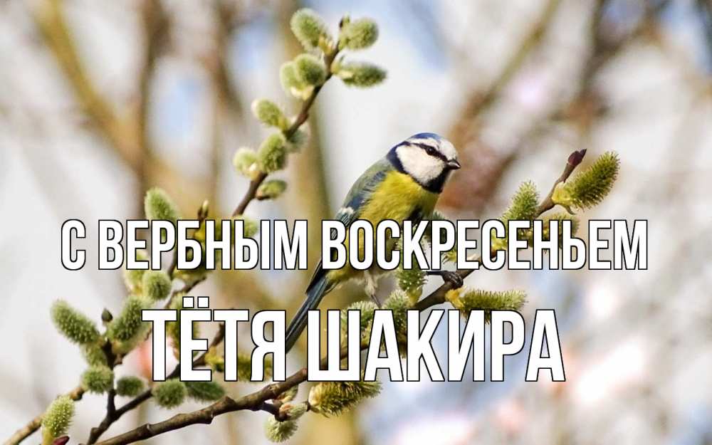 Открытка на каждый день с именем, Тётя-Шакира С вербным воскресеньем верба Прикольная открытка с пожеланием онлайн скачать бесплатно 