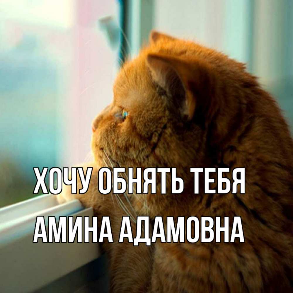 Открытка на каждый день с именем, Амина-Адамовна Хочу обнять тебя большой огромный рыжий котяра Прикольная открытка с пожеланием онлайн скачать бесплатно 