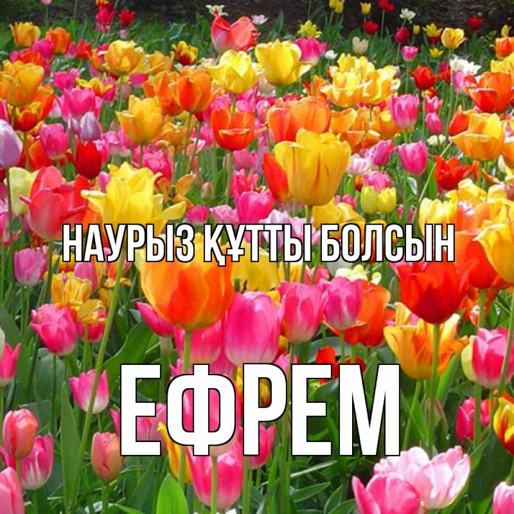 Открытка на каждый день с именем, Ефрем Наурыз құтты болсын на наурыз  ура ура Прикольная открытка с пожеланием онлайн скачать бесплатно 