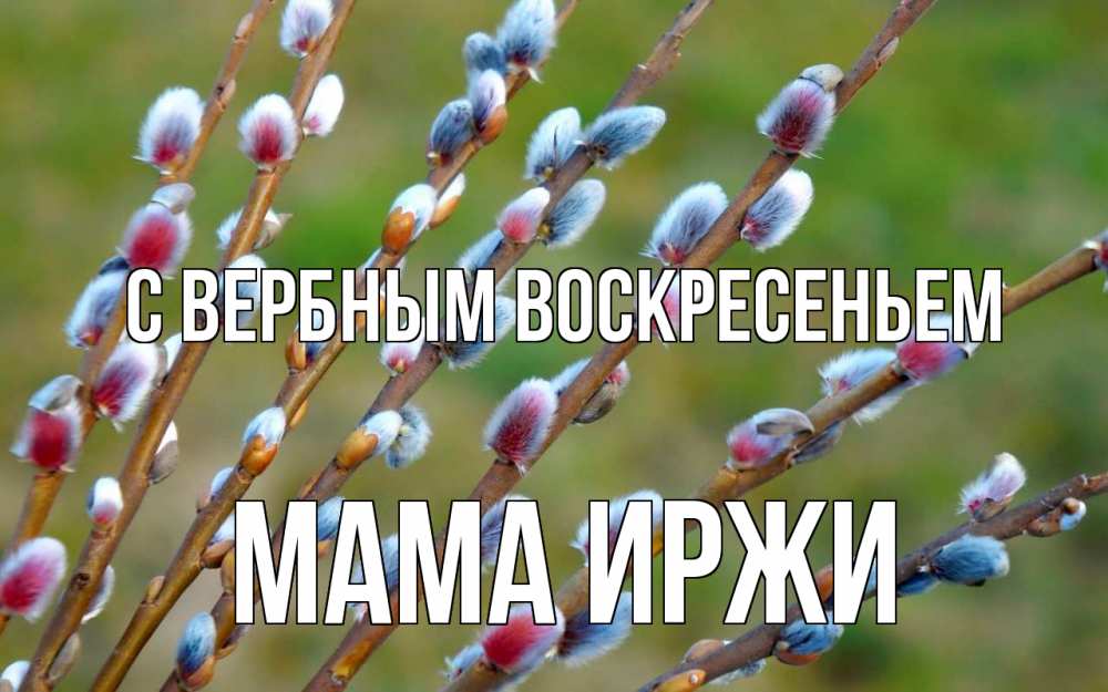 Открытка на каждый день с именем, Мама-Иржи С вербным воскресеньем верба Прикольная открытка с пожеланием онлайн скачать бесплатно 