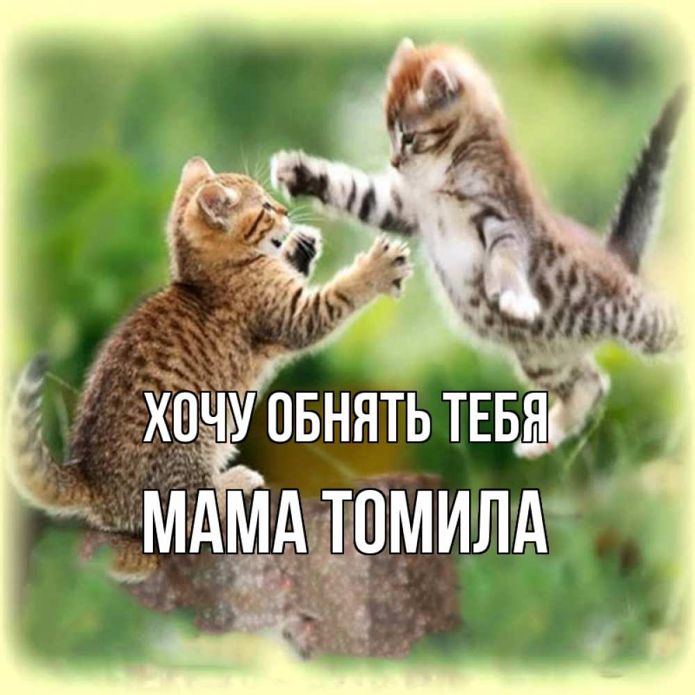 Открытка на каждый день с именем, Мама-Томила Хочу обнять тебя игры котят Прикольная открытка с пожеланием онлайн скачать бесплатно 