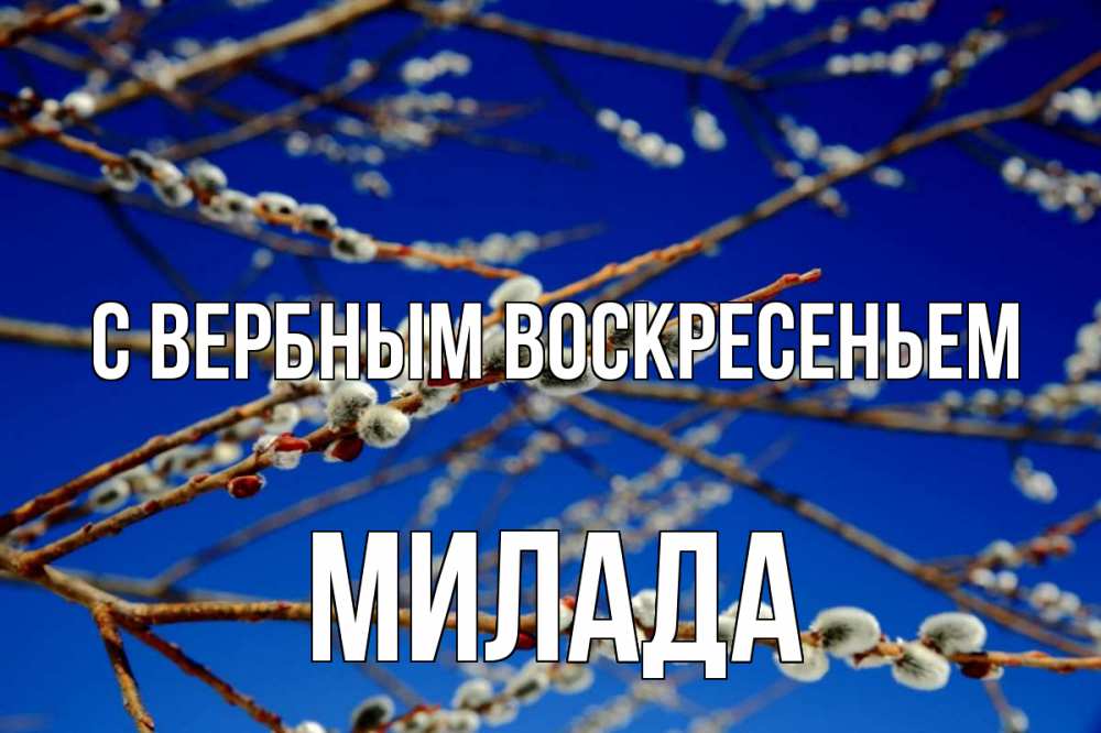 Открытка на каждый день с именем, Милада С вербным воскресеньем верба Прикольная открытка с пожеланием онлайн скачать бесплатно 