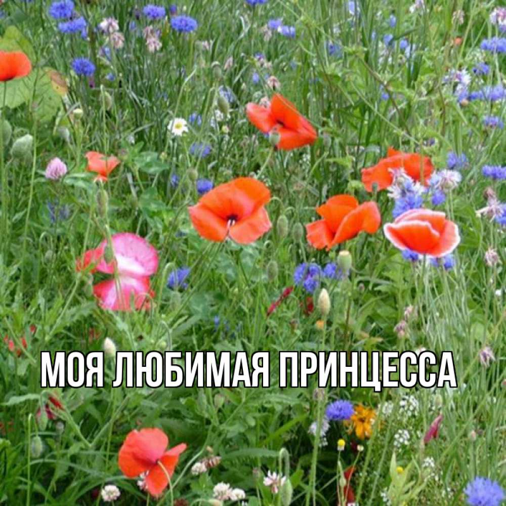 Открытка на каждый день с именем, Моя-Любимая-Принцесса Главная международный женский день 4 Прикольная открытка с пожеланием онлайн скачать бесплатно 