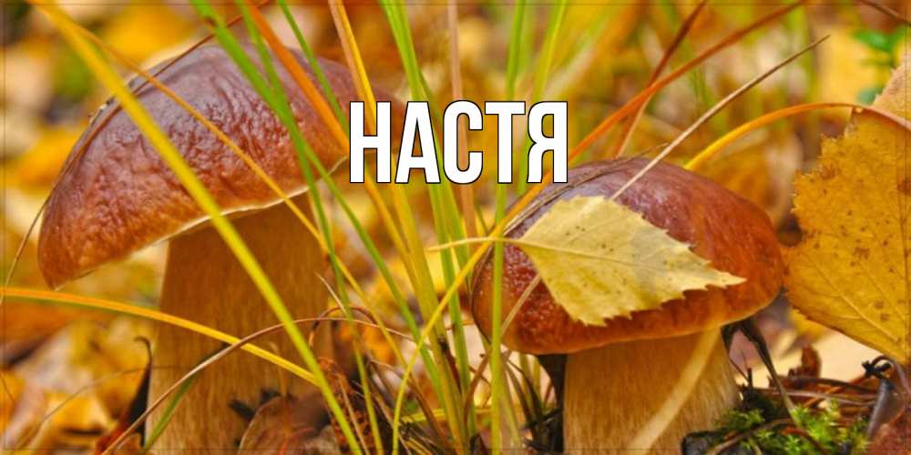 Открытка на каждый день с именем, Настя Главная осенние грибы Прикольная открытка с пожеланием онлайн скачать бесплатно 