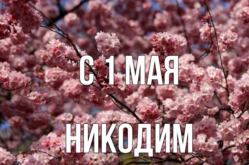 Открытка на каждый день с именем, Никодим С 1 мая С 1 мая Прикольная открытка с пожеланием онлайн скачать бесплатно 