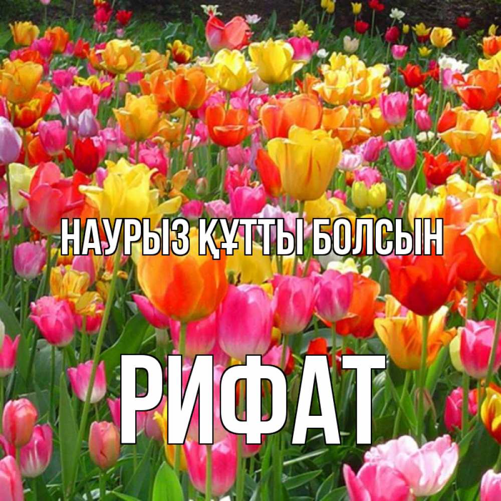 Открытка на каждый день с именем, Рифат Наурыз құтты болсын на наурыз  ура ура Прикольная открытка с пожеланием онлайн скачать бесплатно 