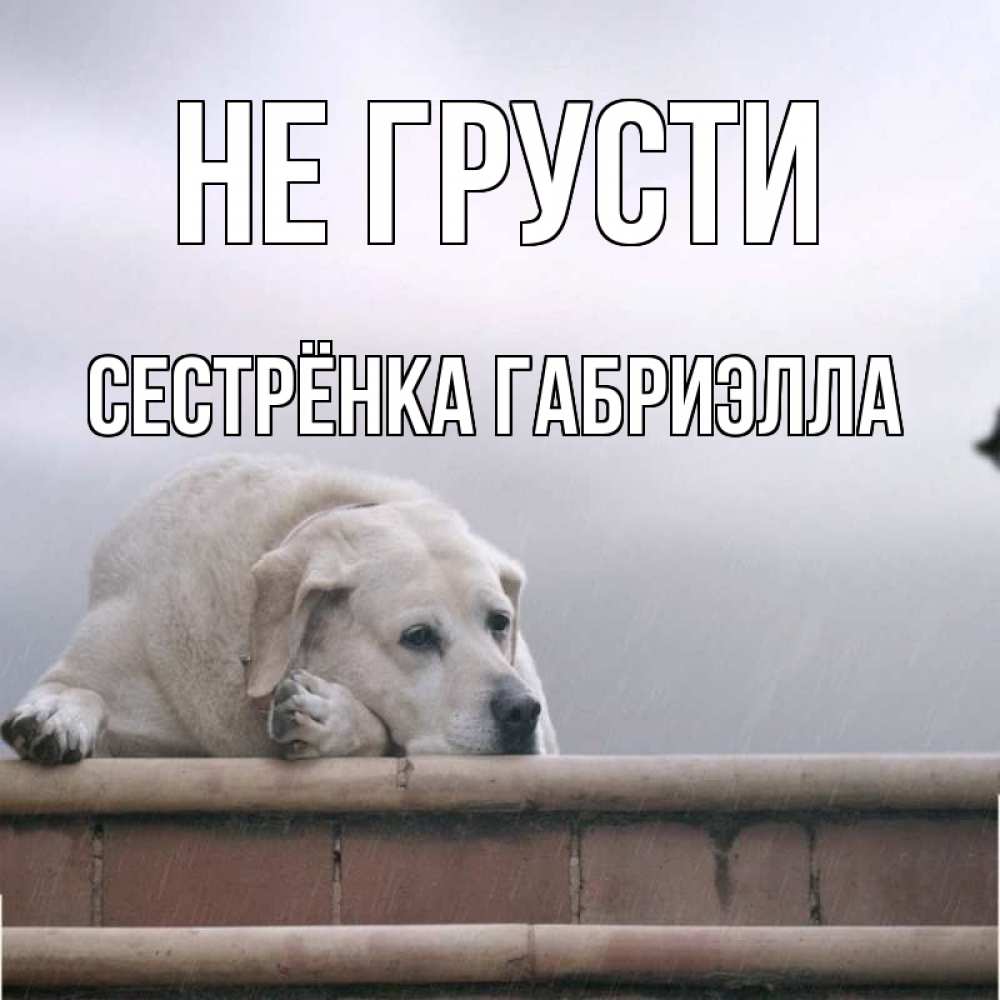 Открытка на каждый день с именем, Сестрёнка-Габриэлла Не грусти белый пес 1 Прикольная открытка с пожеланием онлайн скачать бесплатно 