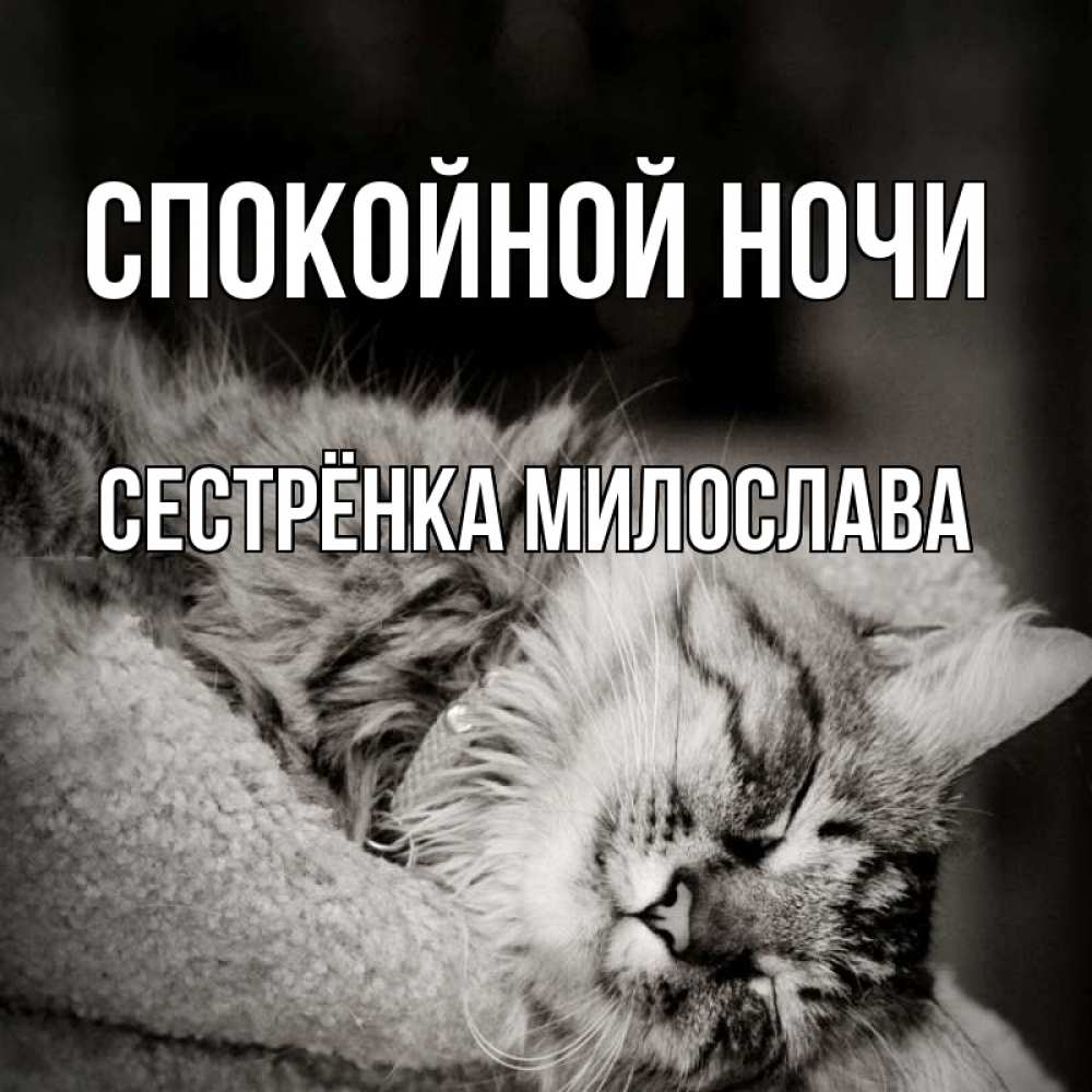 Открытка на каждый день с именем, Сестрёнка-Милослава Спокойной ночи котярик пушистый Прикольная открытка с пожеланием онлайн скачать бесплатно 