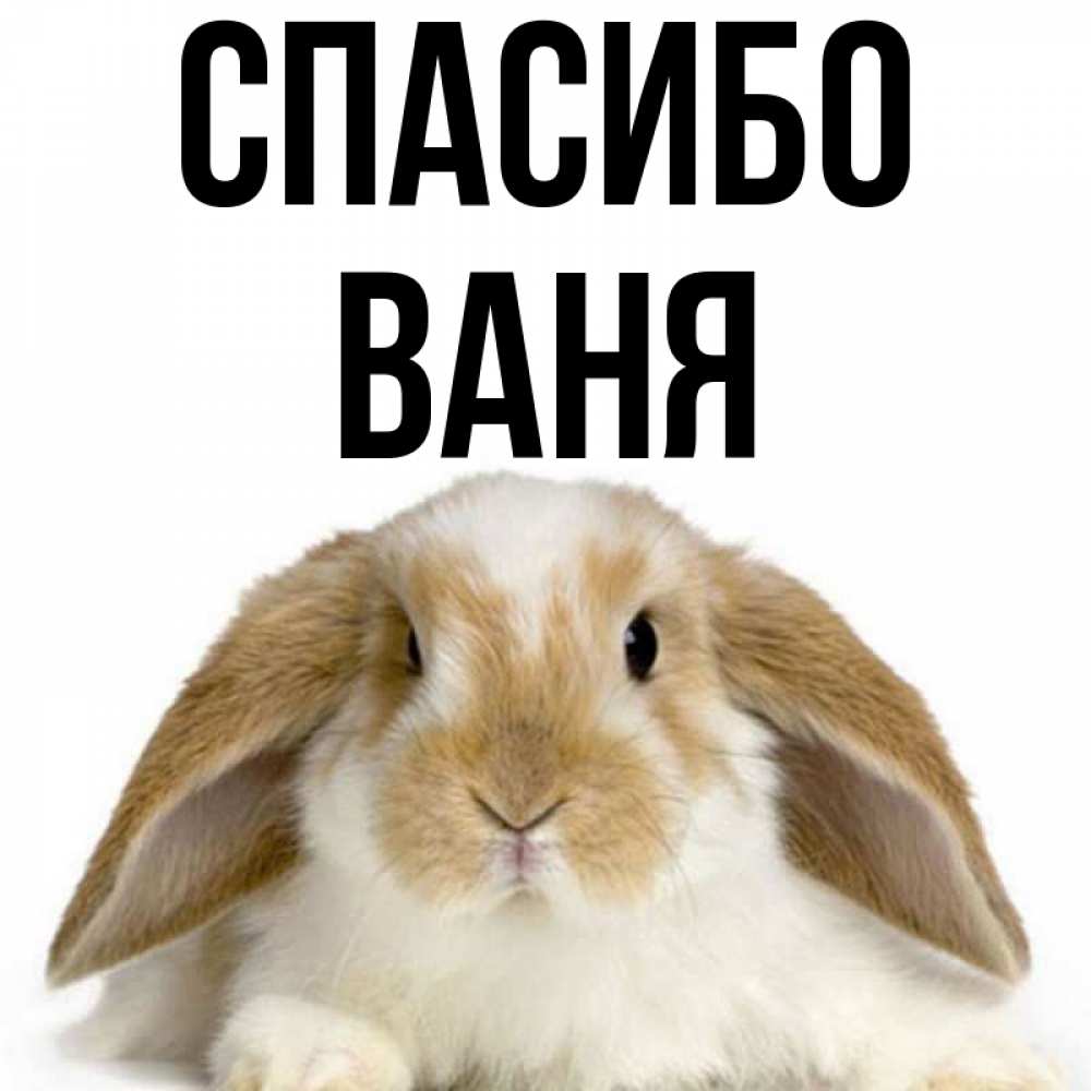 Большое имя ваня