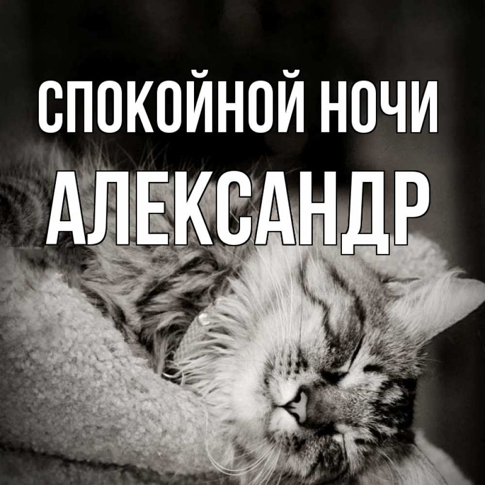Открытка на каждый день с именем, Александр Спокойной ночи котярик пушистый Прикольная открытка с пожеланием онлайн скачать бесплатно 