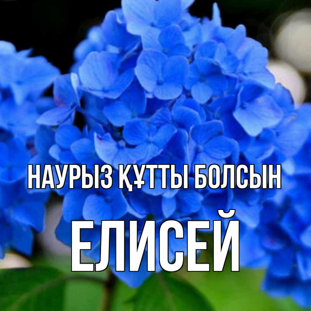 Открытка на каждый день с именем, Елисей Наурыз құтты болсын синие цветы Прикольная открытка с пожеланием онлайн скачать бесплатно 
