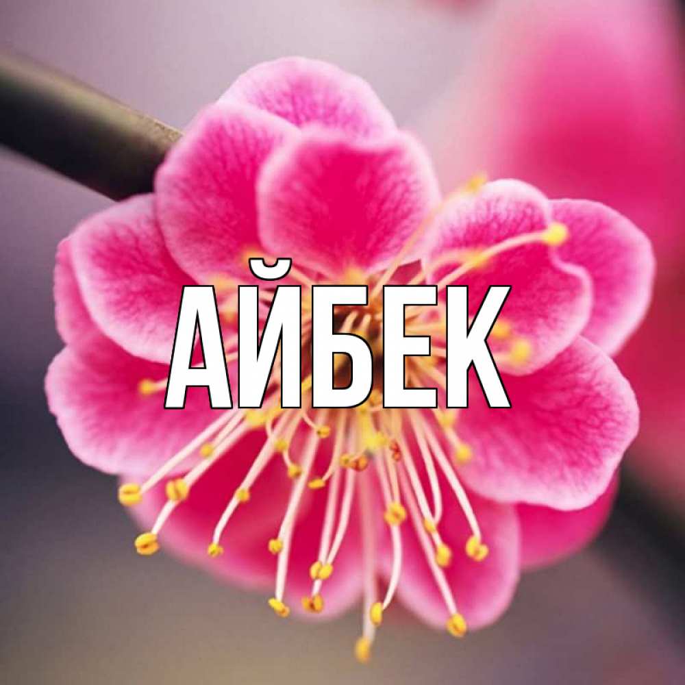 Открытка с именем, Айбек, 